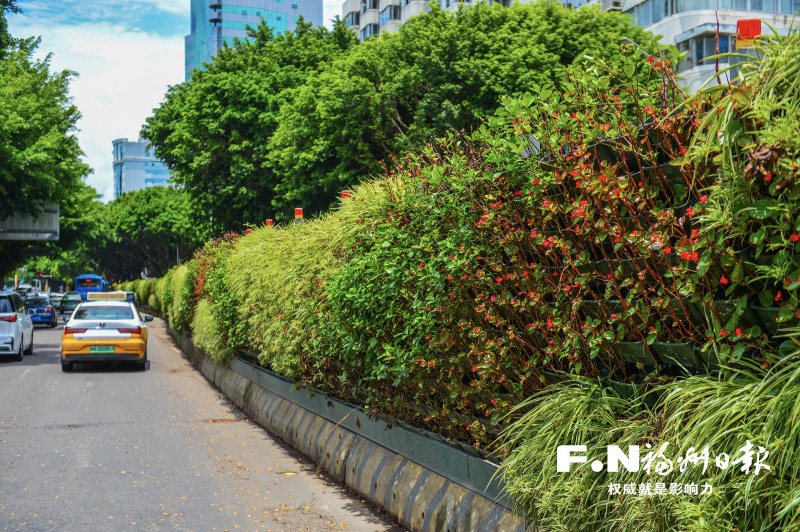 福州：鲜花绿植上围挡 串起城市风景线