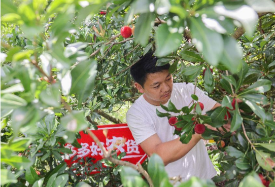 仙居杨梅牵手新电商，力助果农减产不减收成