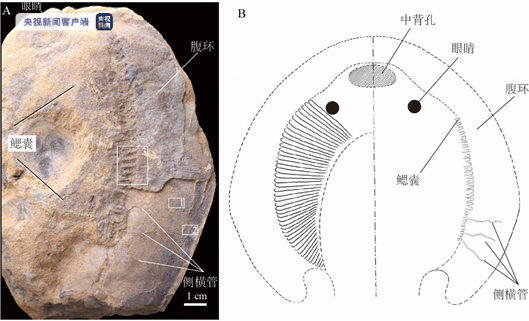 我国科学家首次发现3.9亿年前盔甲鱼类——东方鱼