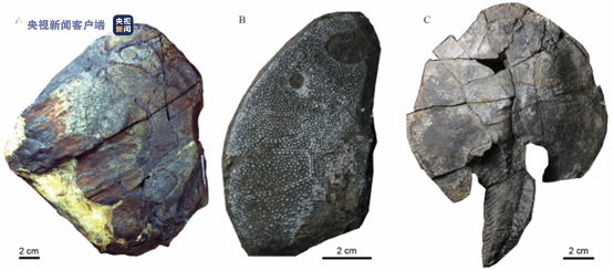 我国科学家首次发现3.9亿年前盔甲鱼类——东方鱼