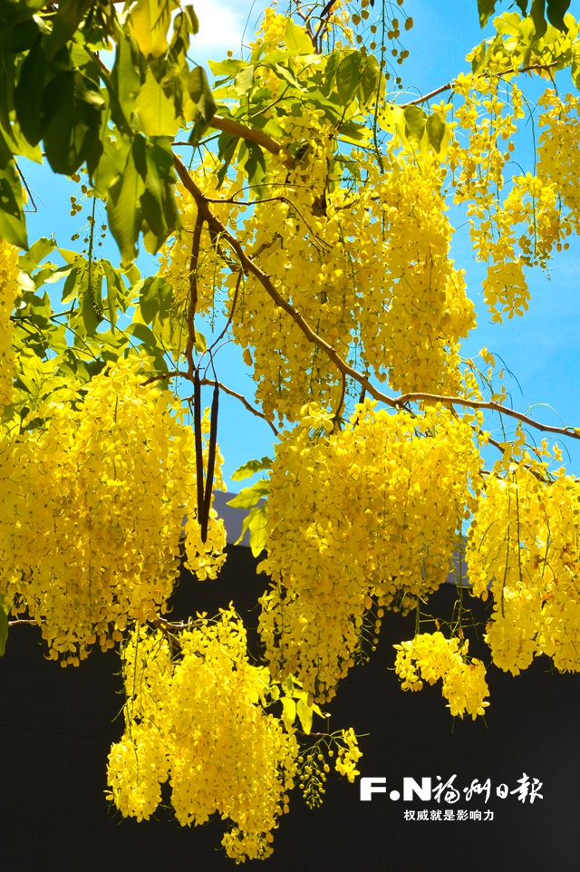 腊肠树上花儿开 福州七月“黄金雨”纷纷