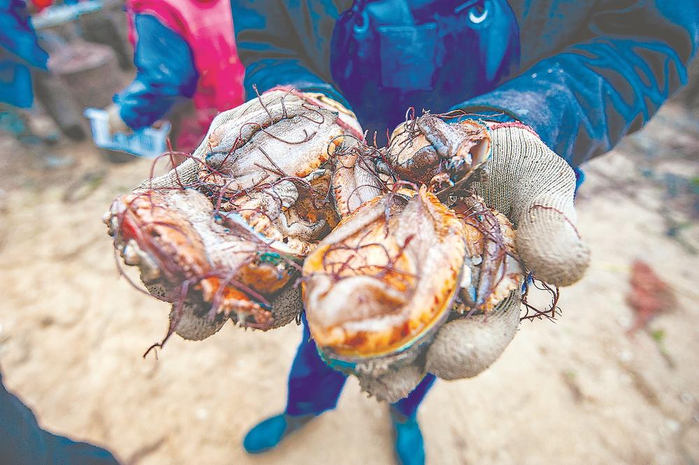 平潭加快打造鲍鱼特色水产品牌 铺就特色致富路