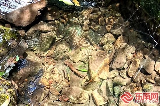 长泰坂里首次发现国家二级野生保护动物蝾螈