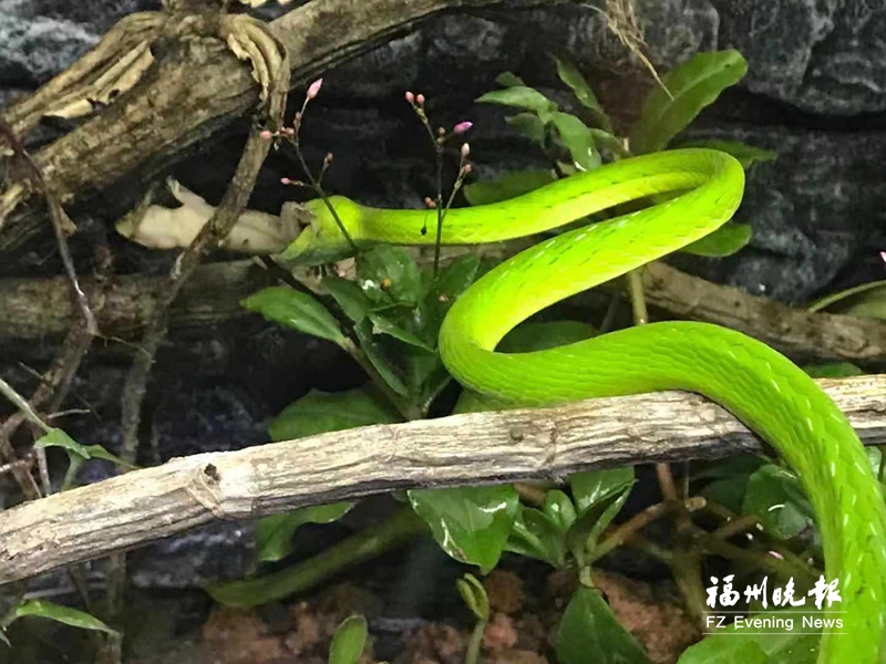 探访福州动物园：都住“单间房” 40多条蛇这样度夏