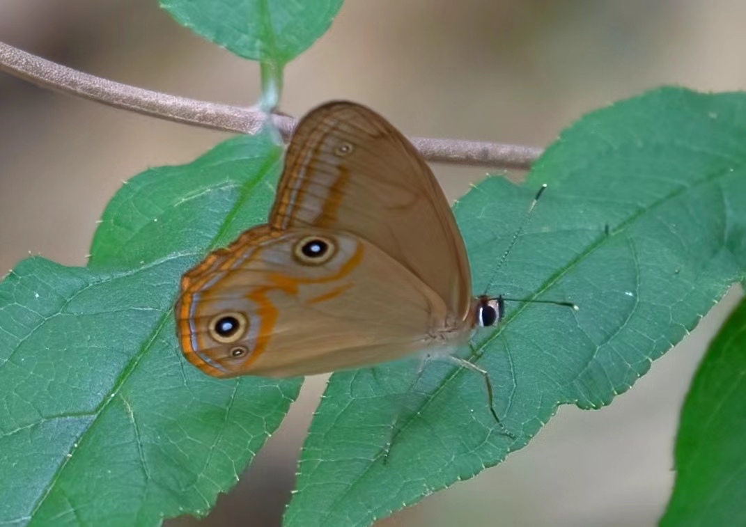 孪斑黛眼蝶首次在武夷山国家公园亮相登场