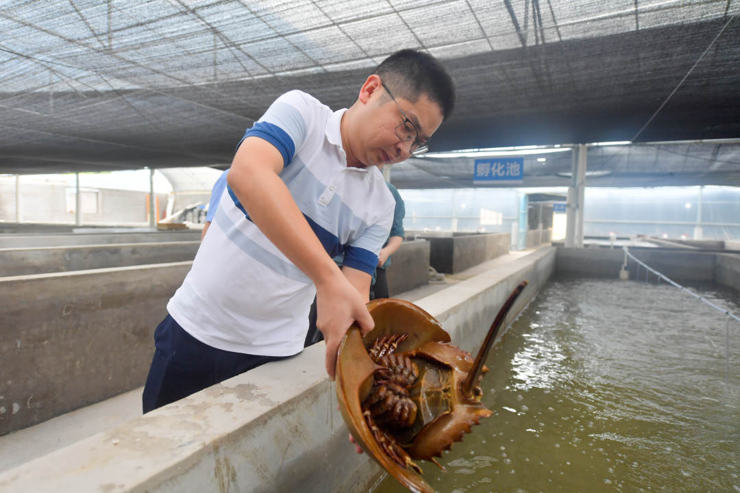 福州罗源：国家二级保护动物中国鲎实现人工繁育