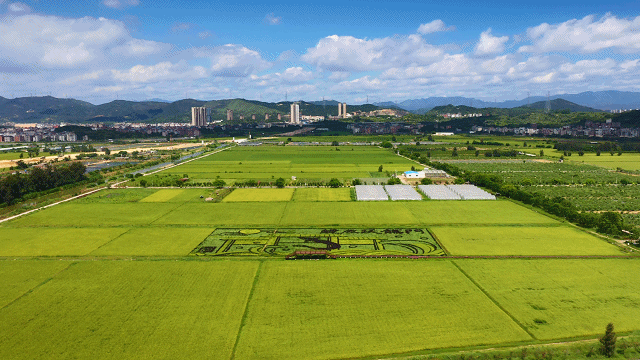 壮观！福州这片艺术稻田惊艳亮相！