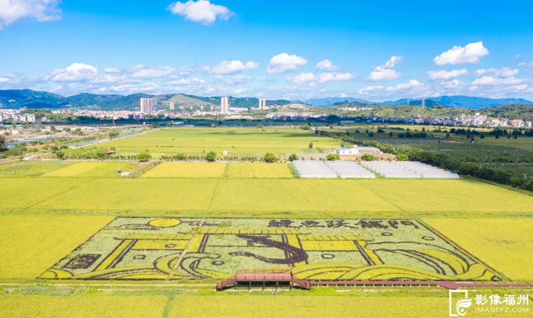 壮观！福州这片艺术稻田惊艳亮相！