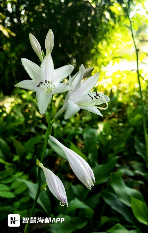 万紫千红踏浪来！这些花儿，芬芳了榕城的夏日