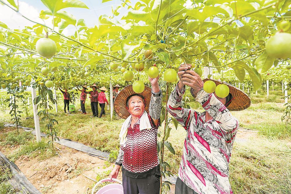 漳州：花果之乡 质量兴农