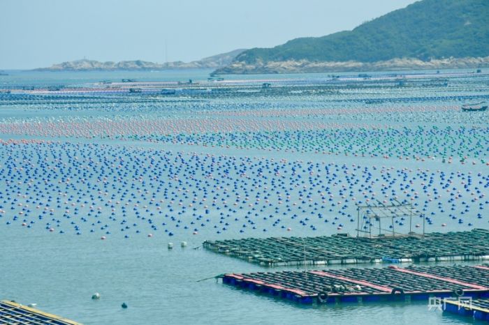 福建连江：“海上牧场”养殖壮观 渔民赶海忙