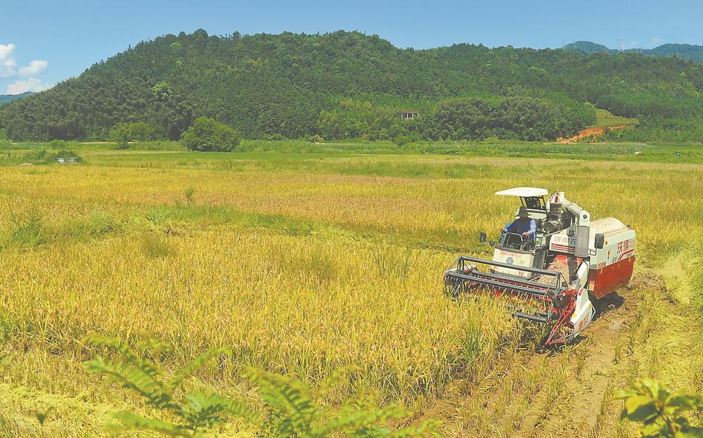 福建建瓯：再生水稻 喜获丰收
