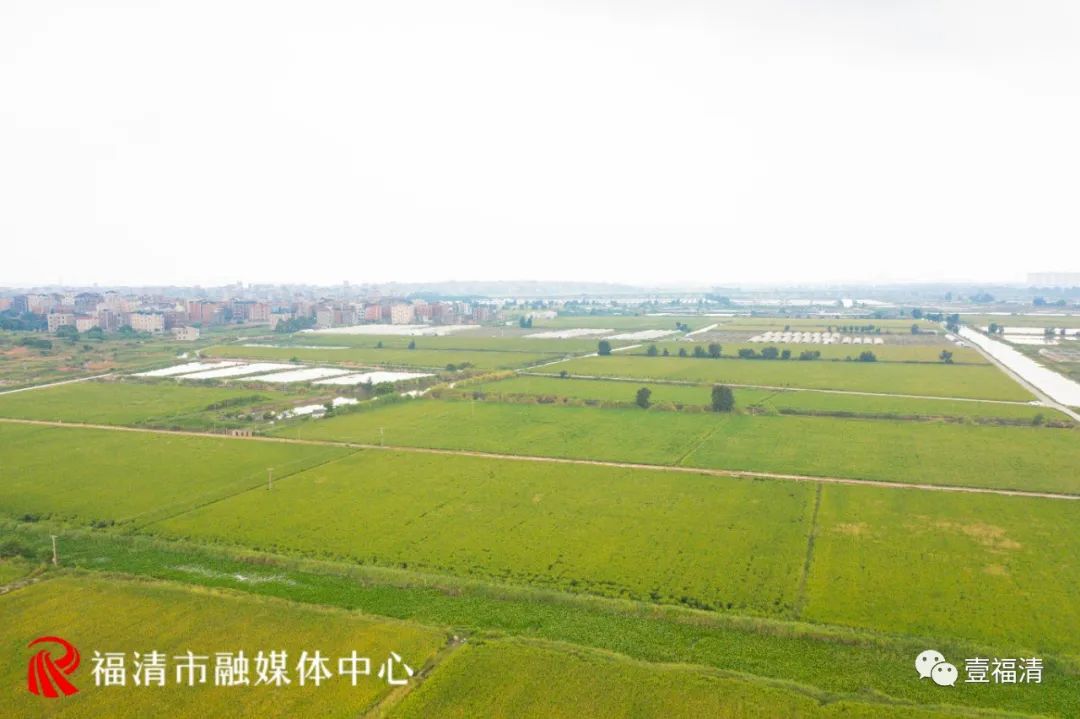 316亩水稻公园、500亩超美水上风景……福清这里有太多惊喜！