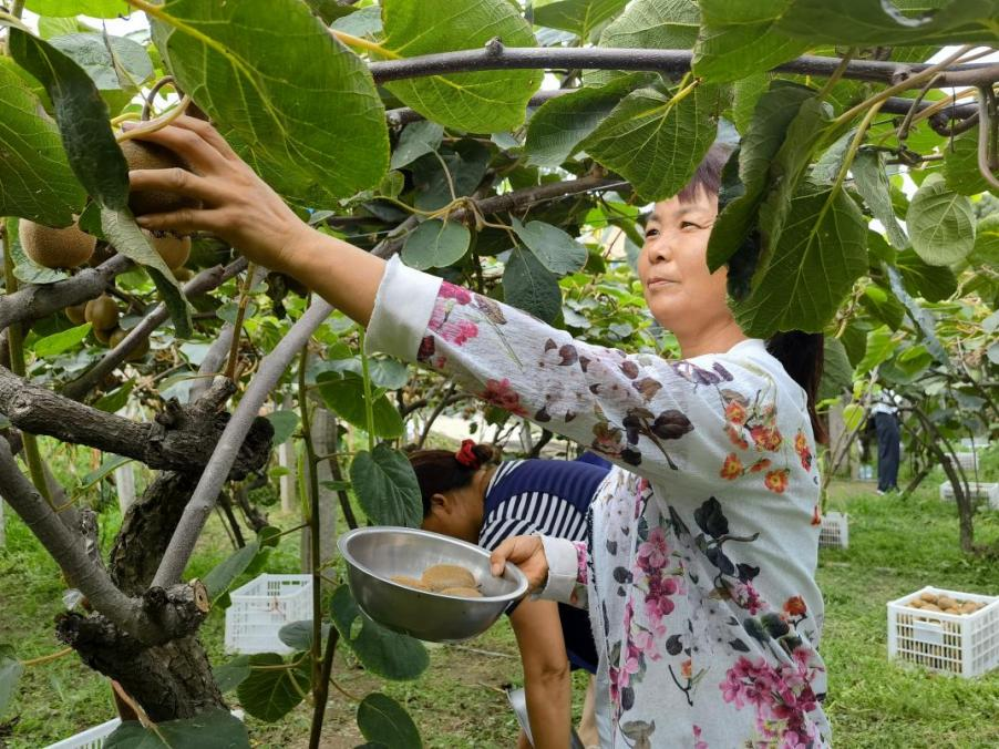 维C界王者！秦岭“山珍”周至猕猴桃登陆拼多多超级农货节