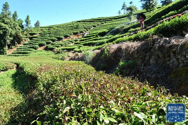 宁德：抗旱护茶园