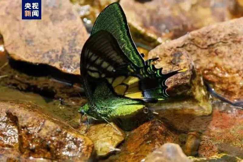 国内首次！成功育出国家一级重点保护动物金斑喙凤蝶雌蝶
