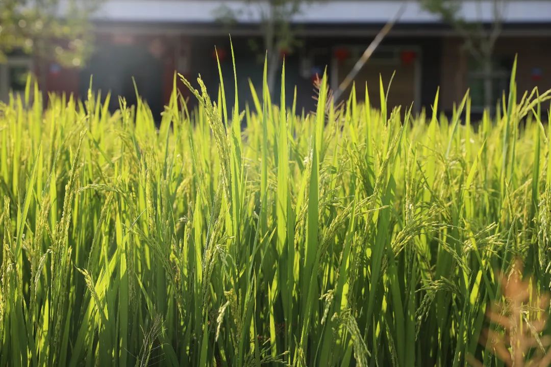 绿浪翻滚！闽清这一片600多亩的水稻长势喜人