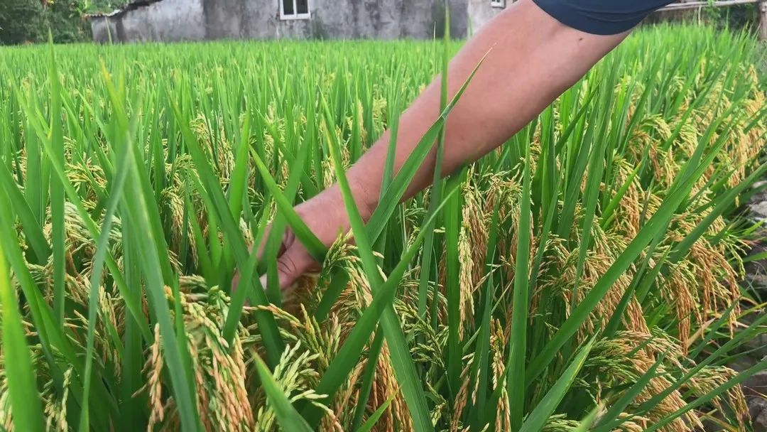 绿浪翻滚！闽清这一片600多亩的水稻长势喜人
