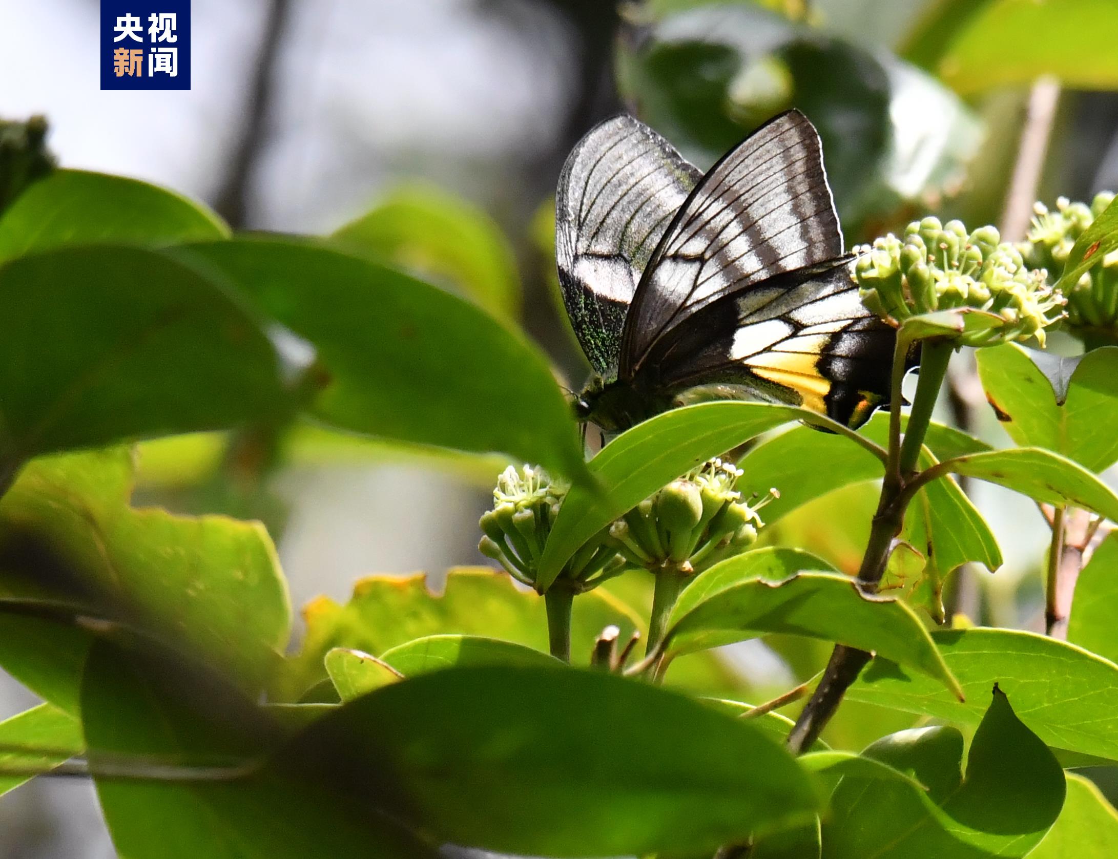 首次拍摄到金斑喙凤蝶雌蝶珍贵视频！就在福建这个地方→