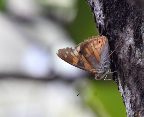 永安：1个月发现2种蝴蝶新记录种