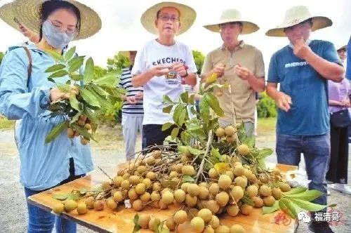 福清有200多株百年龙眼树，你知道在哪里吗？