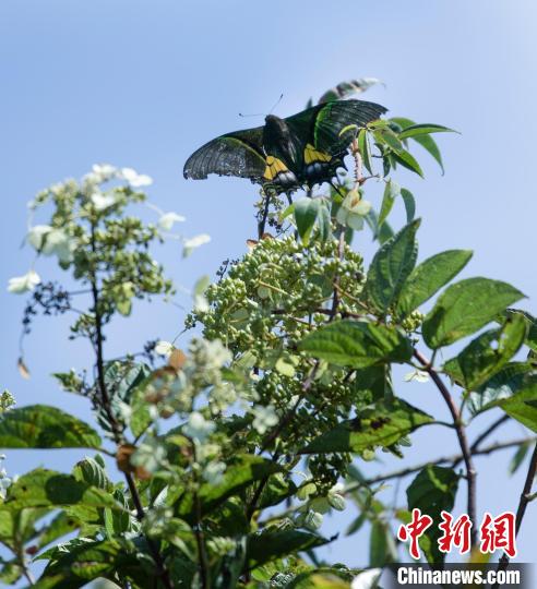南平建瓯发现国家一级保护动物金斑喙凤蝶