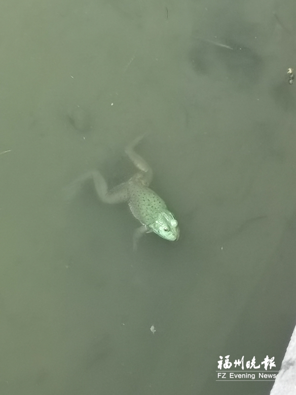 金山公园发现牛蛙 专家：危害大，请勿放生