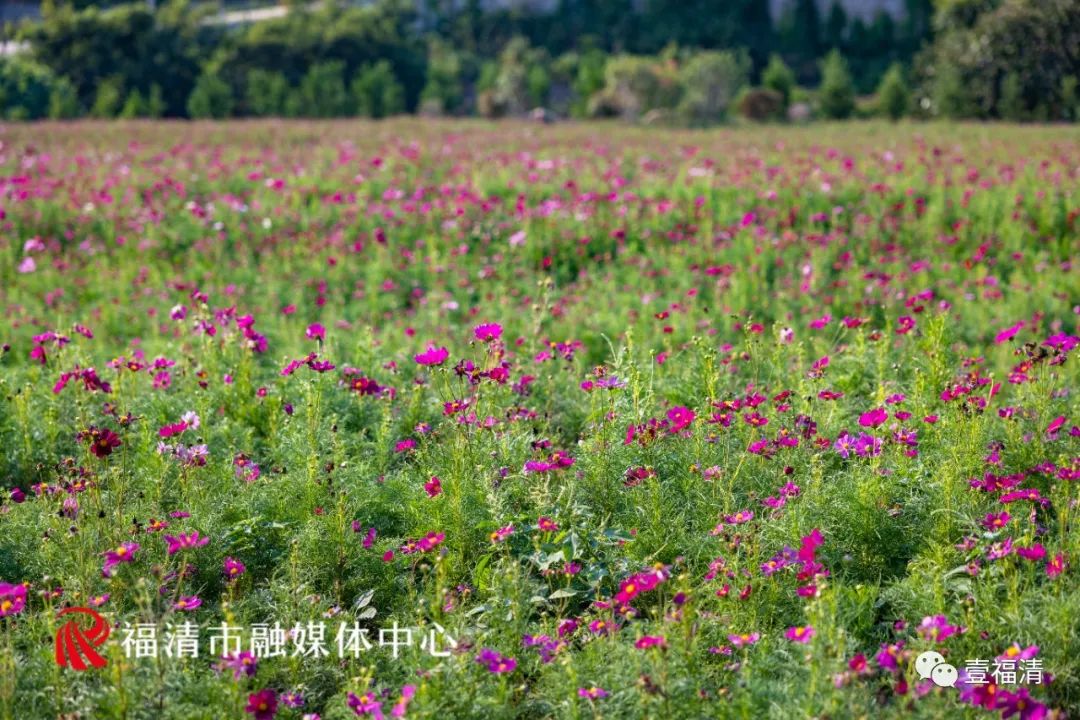 持续到10月中下旬！福州这里有45亩花海！