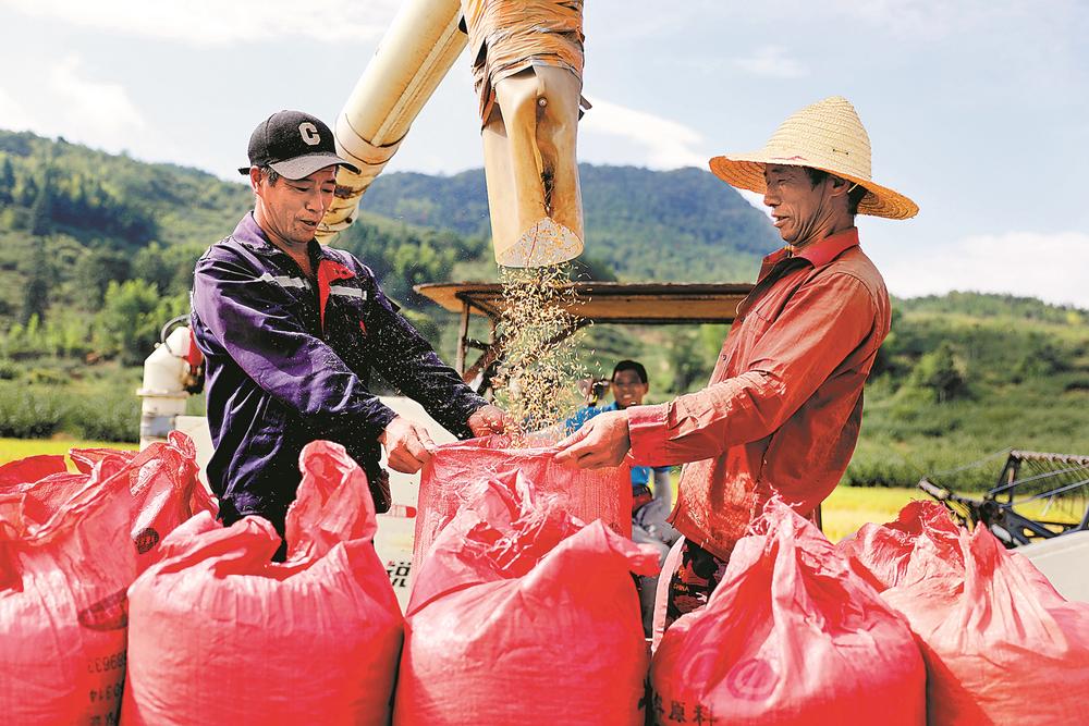 古田优质稻喜获丰收 平均亩产730公斤