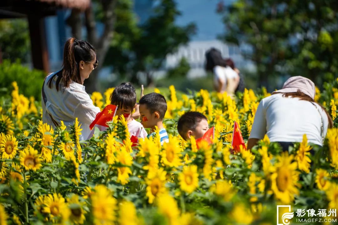 福州市区最大！向日葵花海盛放！