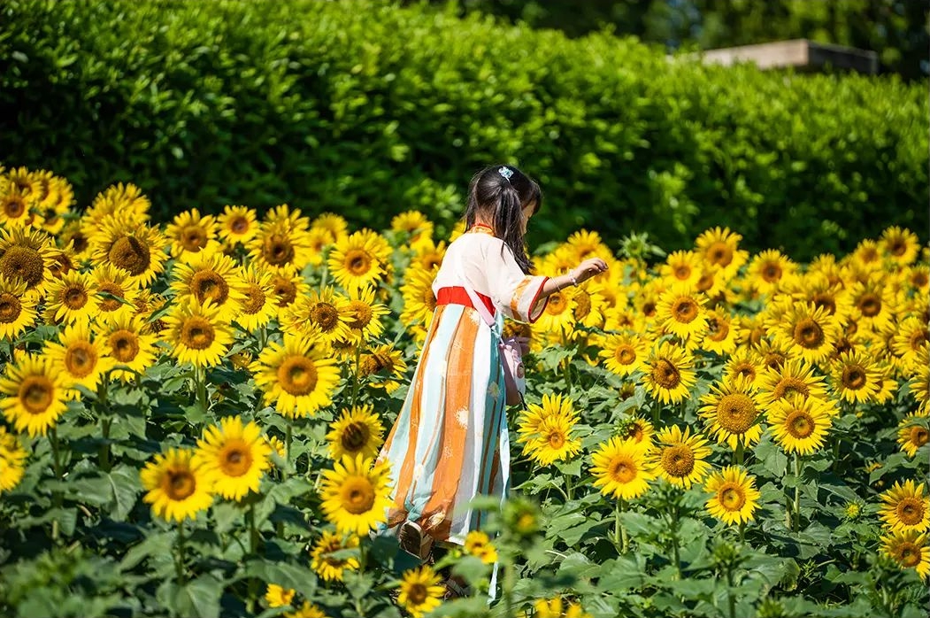 福州市区最大！向日葵花海盛放！