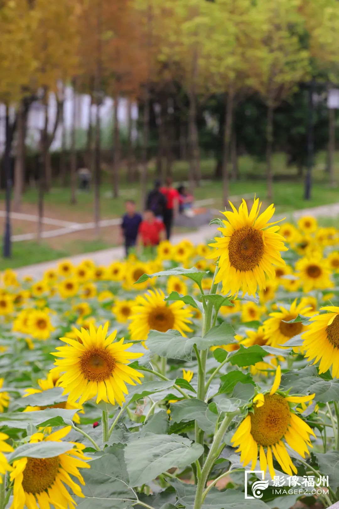 美翻！福州又一公园向日葵花开成海！