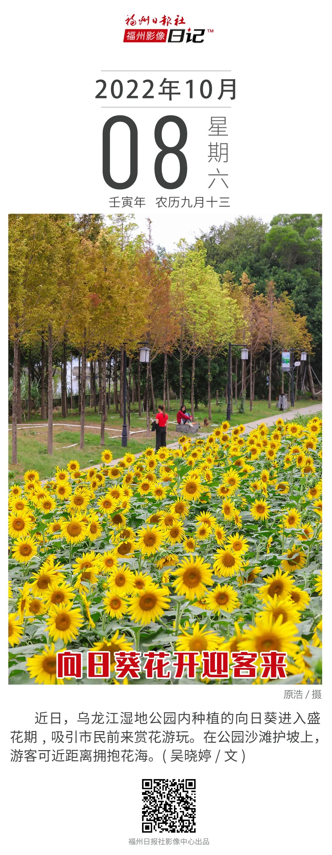 美翻！福州又一公园向日葵花开成海！