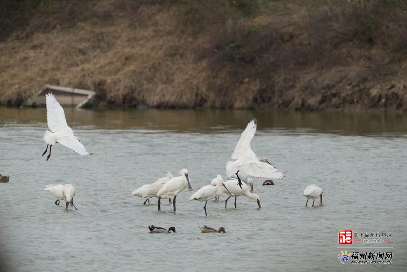 世界遗产预备项目 闽江河口湿地迎来候鸟迁徙季