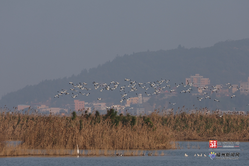 世界遗产预备项目 闽江河口湿地迎来候鸟迁徙季