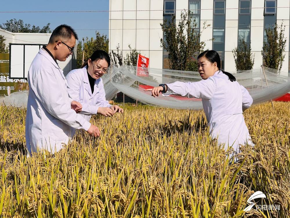 中国4‰盐度下耐盐常规稻再破纪录，亩产超691公斤