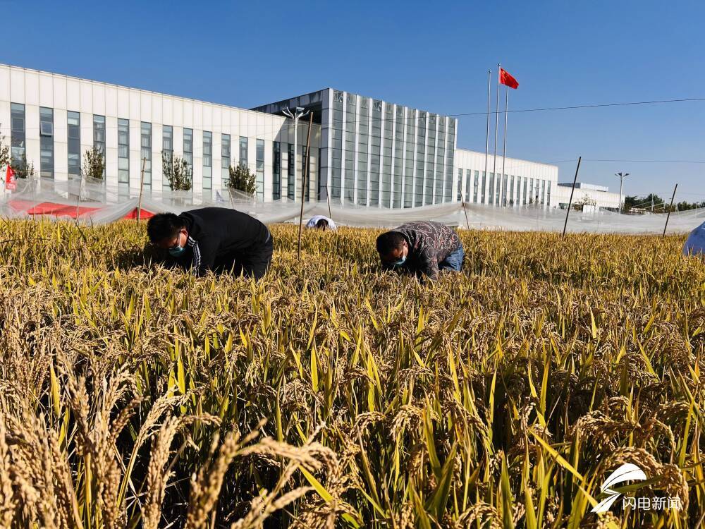 中国4‰盐度下耐盐常规稻再破纪录，亩产超691公斤