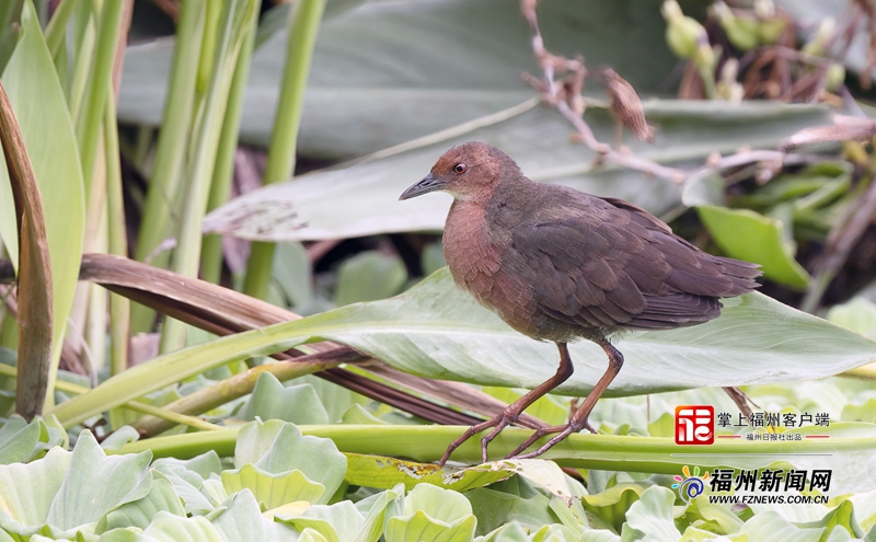 福州市区现珍稀水鸟