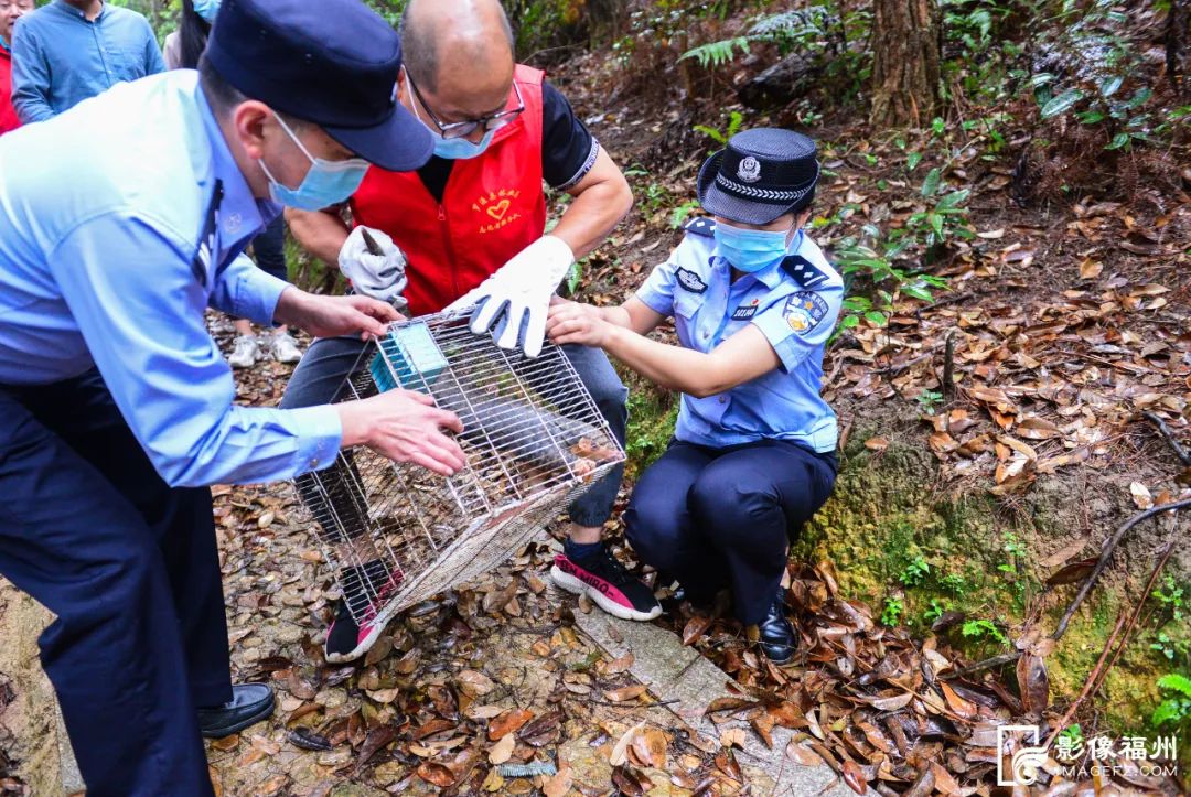 首只穿山甲！获警方救助放生！