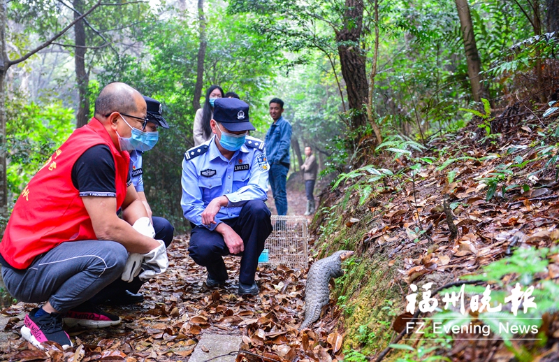 罗源县林业局救助放生首只穿山甲