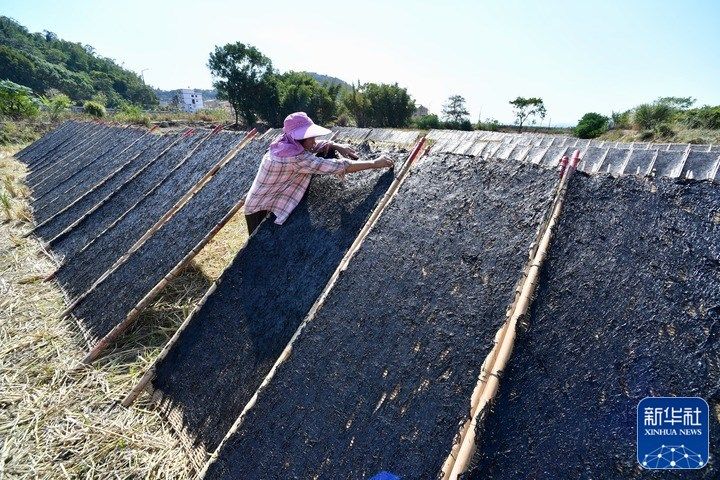 新华全媒+｜福建海上紫菜秋收忙