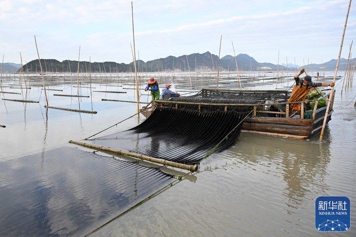 新华全媒+｜福建海上紫菜秋收忙