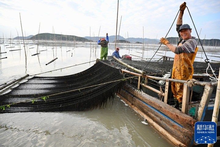 新华全媒+｜福建海上紫菜秋收忙