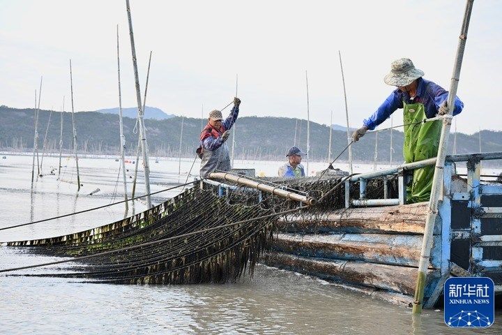 新华全媒+｜福建海上紫菜秋收忙