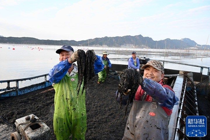 新华全媒+｜福建海上紫菜秋收忙