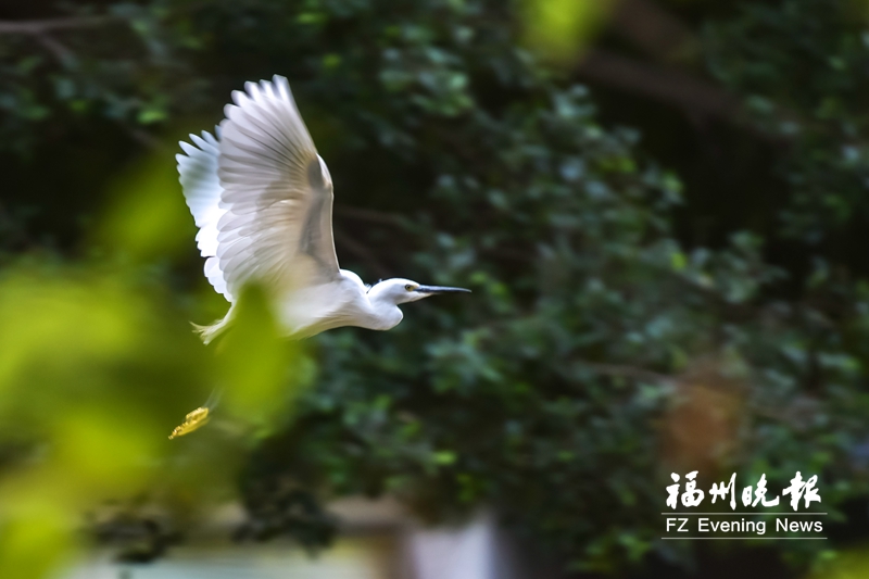 水清岸绿风景美 鹭鸟常驻白马河