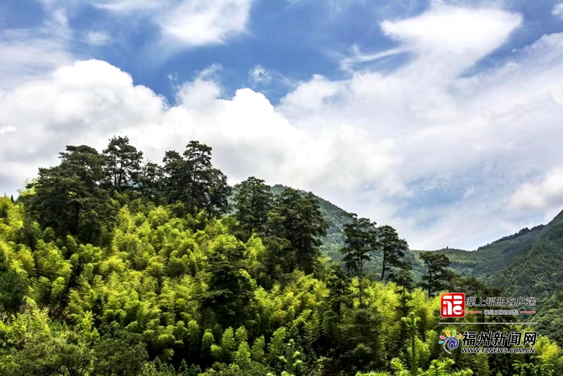 福州5片古树群入围第二批“福建最美古树群”遴选活动