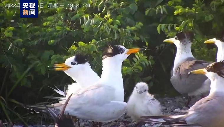 福建首次记录到全球极危物种、国家一级保护动物中华凤头燕鸥繁殖过程