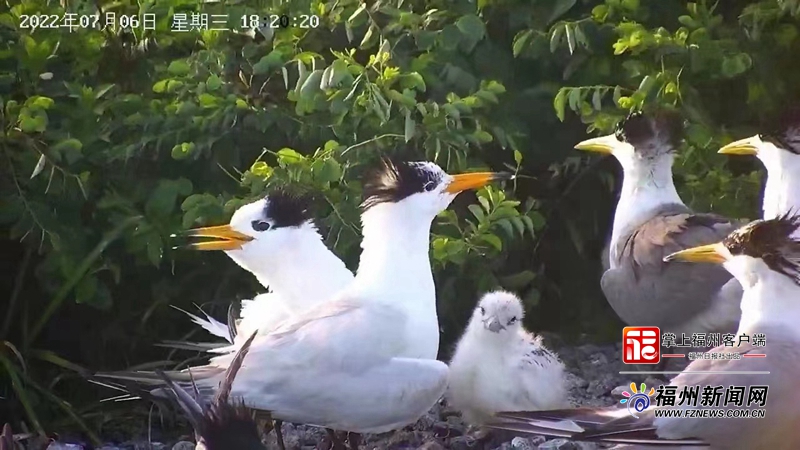 福建首次！“神话之鸟”中华凤头燕鸥繁殖被全程记录