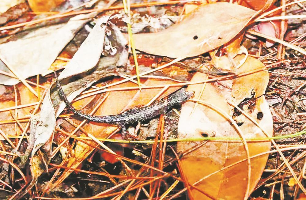 福建省爬行动物新记录种 中国棱蜥现身武平